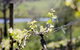 Mountainside Wines - thumb 0