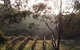 Mountainside Wines - thumb 3