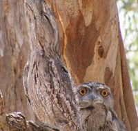 Bird Watching - Hotel Accommodation