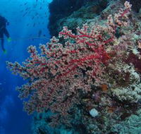 Nursery Bommie Dive Site - Hotel Accommodation