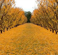Sun Country on the Murray Farm Gate Trail - Hotel Accommodation