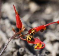 Fitzgerald Biosphere - Hotel Accommodation