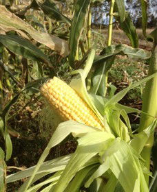 Captains Creek Organic Wines - Hotel Accommodation 2