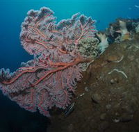 Luncheon Bay Dive Site - Hotel Accommodation