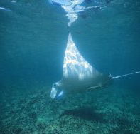 Manta Ray Bay Dive Site - Hotel Accommodation