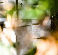 Bees on Keswick Island - Hotel Accommodation