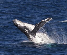 Whale Watching On Keswick Island - Hotel Accommodation 0
