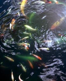 Wellington Osawano Japanese Gardens - Hotel Accommodation 2