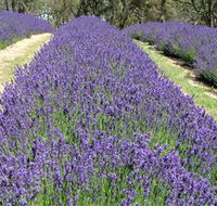 Yuulong Lavender Estate - Hotel Accommodation