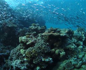 Manta Ray Drop Off Dive Site - Hotel Accommodation 1