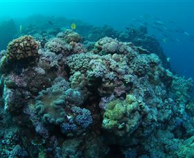 Manta Ray Drop Off Dive Site - Hotel Accommodation 0