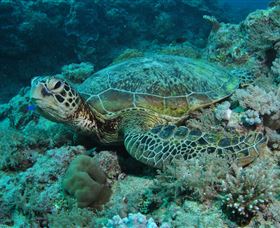 Manta Ray Drop Off Dive Site - Hotel Accommodation 3