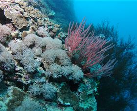 Stepping Stones Dive Site - Hotel Accommodation 1
