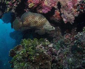 Stepping Stones Dive Site - Hotel Accommodation 2