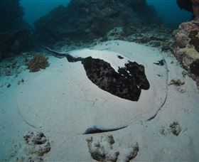 Stepping Stones Dive Site - Hotel Accommodation 3