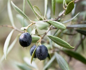 Wollundry Grove Olives - Hotel Accommodation 2
