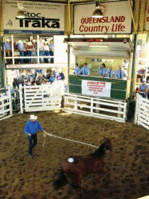 Gracemere Exhibition Complex - Hotel Accommodation 0