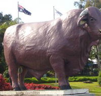 Rockhampton Bull Statues - Hotel Accommodation