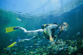 Seaflight Bommie Dive Site - Hotel Accommodation 0
