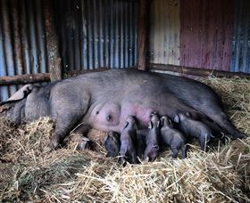 Springview Eco-Farm - Hotel Accommodation 7