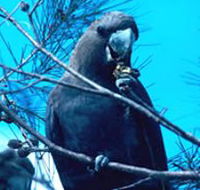 Mount Archer National Park - Hotel Accommodation