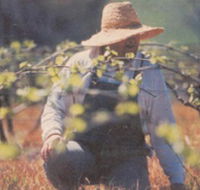 Canobolas Smith Winery - Hotel Accommodation