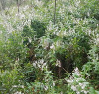 Snowgum walking track - Hotel Accommodation