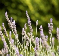 Rustique Lavender Farm - Hotel Accommodation