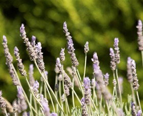 Rustique Lavender Farm - Hotel Accommodation 0