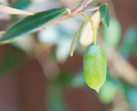The Olive Shop - Milawa - Hotel Accommodation 1