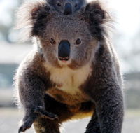 Koalas in Gunnedah - Hotel Accommodation