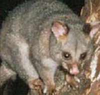 Moondarra State Park - Hotel Accommodation
