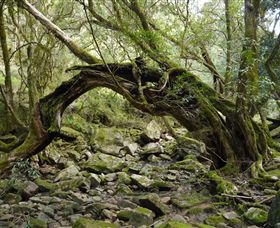 Mitchell River Walking Track - Hotel Accommodation 0