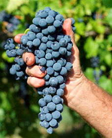 Stonehurst Cedar Creek Vineyard - Hotel Accommodation 5