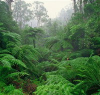 Tarra Bulga National Park - Hotel Accommodation