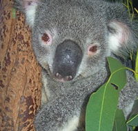 Hunter Valley Zoo - Hotel Accommodation