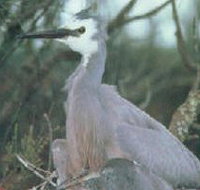 Jack Smith Lake State Game Reserve - Hotel Accommodation