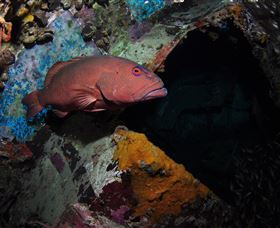 Severance Shipwreck Dive Site - Hotel Accommodation 1