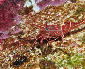 Severance Shipwreck Dive Site - Hotel Accommodation 3
