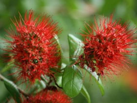 Hervey Bay Botanic Gardens - Hotel Accommodation 2