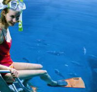 Roy Rufus Artificial Reef Dive Site - Hotel Accommodation