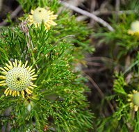 Illawarra lookout walking track - Hotel Accommodation