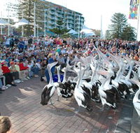 Pelican Feeding - Hotel Accommodation