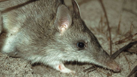 Glenrock State Conservation Area - Hotel Accommodation 2