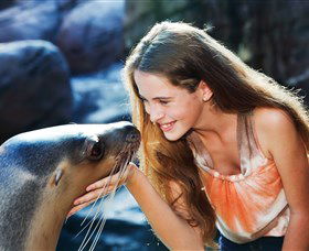 Sea Life Sunshine Coast - Hotel Accommodation 1