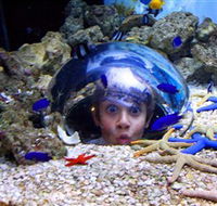 Sea Life Sunshine Coast - Hotel Accommodation