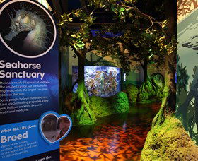 Sea Life Sunshine Coast - Hotel Accommodation 3