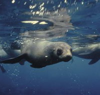 Wilsons Promontory Marine National Park - Hotel Accommodation