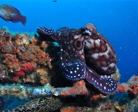 HMAS Brisbane Dive Site - Hotel Accommodation 2