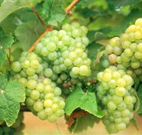 Red Tail Wines - Hotel Accommodation